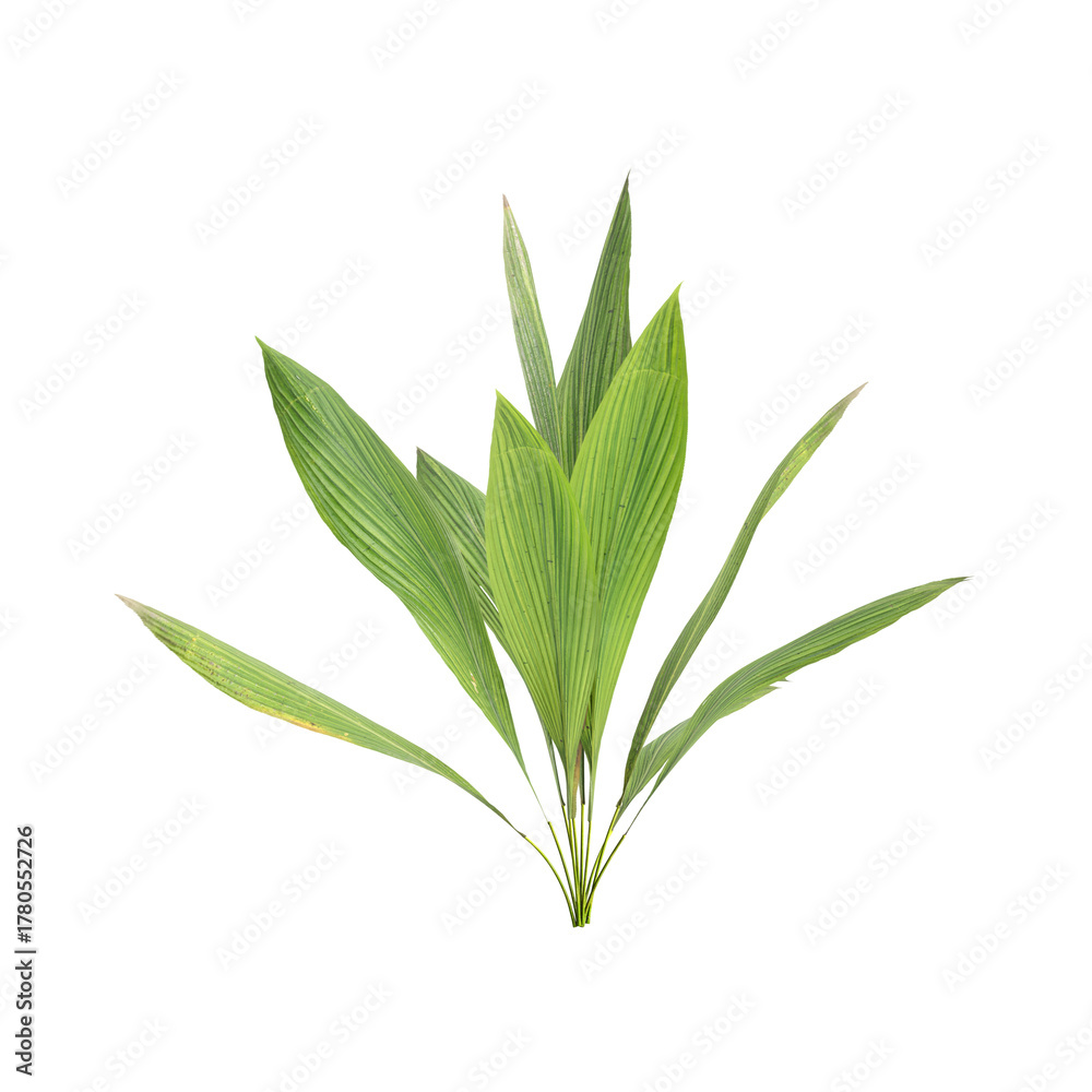 Fototapeta premium Curculigo orchioides plants 3d illustration on transparent background