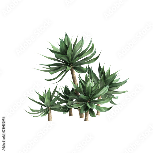 Agave attenuata plants 3d illustration on transparent background