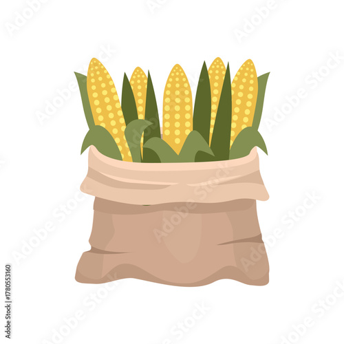 Corn cob display in box. Corn Cobs Harvest Collection in Wooden Crate. Organic Carrots in Rustic Wooden Box.