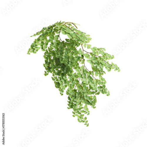 Adiantum capillus veneris plants 3d illustration on transparent background