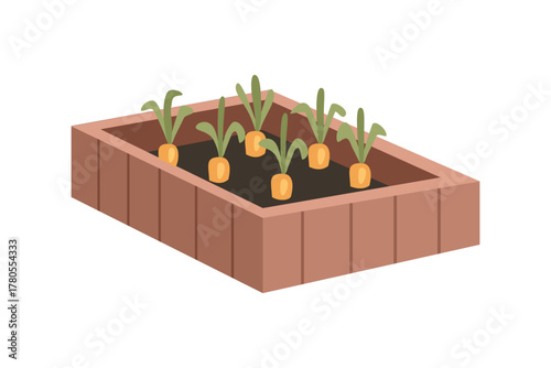 Carrots grow in wooden planter. Fresh Carrot Plants in Wooden Container. Carrots Sprouting in Garden Planter Box