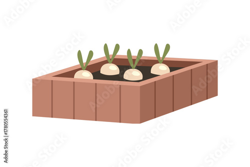 Turnip grow in wooden planter. Turnip Sprouts in Wooden Container Garden. Homegrown Turnips in Garden Planter