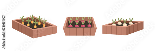 Set of plant grow in wooden planter. Collection of Wooden Planter with Growing Seedlings. Seeds Sprouting in Wooden Planter Box.