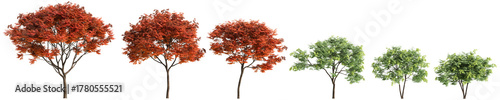 Photos Multiple Koelreuteria paniculata trees 3d illustration on transparent background