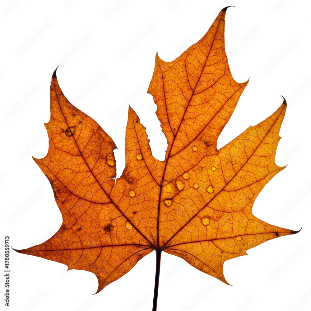 Fototapeta premium Vibrant maple leaf, torn, delicate veins, glistening dew, isolated against transparent with soft low-angle shadow. Concept of nature's intricate beauty and fragility