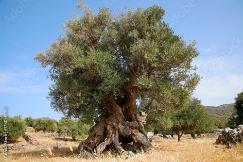 Alter Olivenbaum auf der Insel Kreta, Griechenland, Europa 