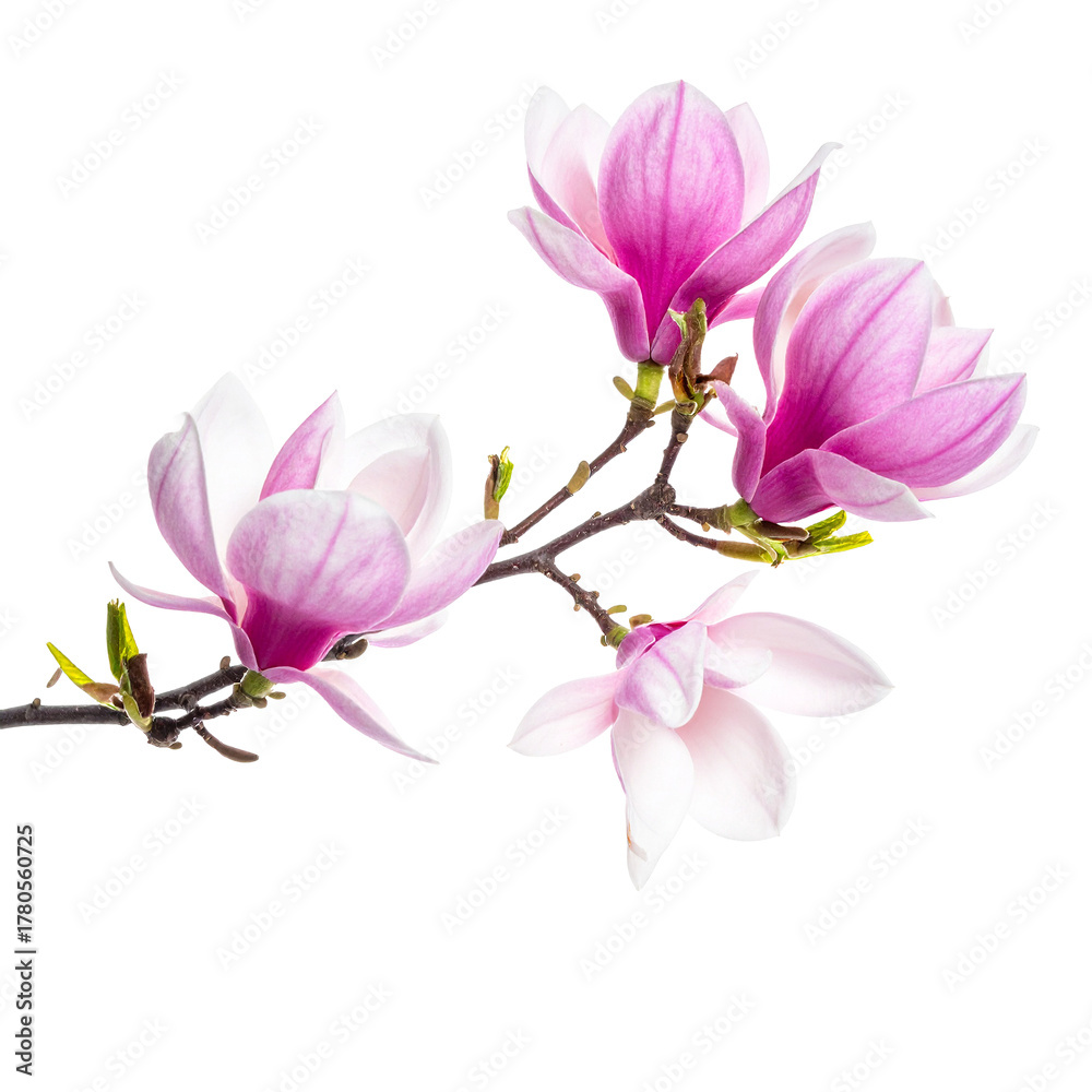Naklejka premium Magnolia in Bloom: Delicate pink magnolia blossoms unfurl on a slender branch, showcasing the beauty and vibrancy of nature's artistry.