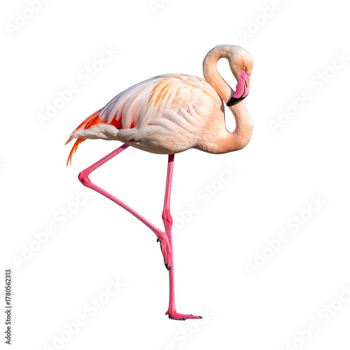 Elegant Flamingo Posing Gracefully: A striking flamingo, showcasing its elegant posture and vibrant plumage, stands gracefully, epitomizing the beauty and serenity of nature.