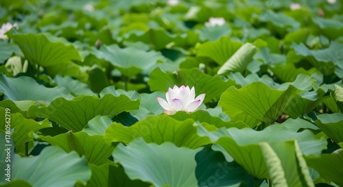 Lotus flower on water