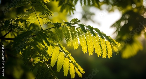 Leaves glowing in sunlight