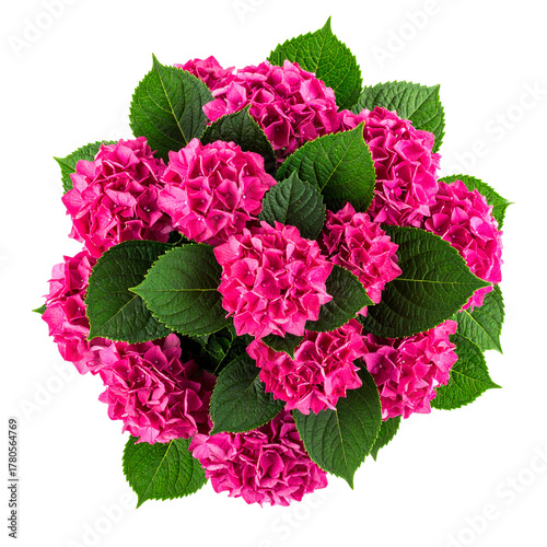 Hydrangea Blooms: A vibrant bouquet of pink hydrangea flowers, showcasing the lushness of each petal and surrounding green leaves, conveys a sense of floral elegance.