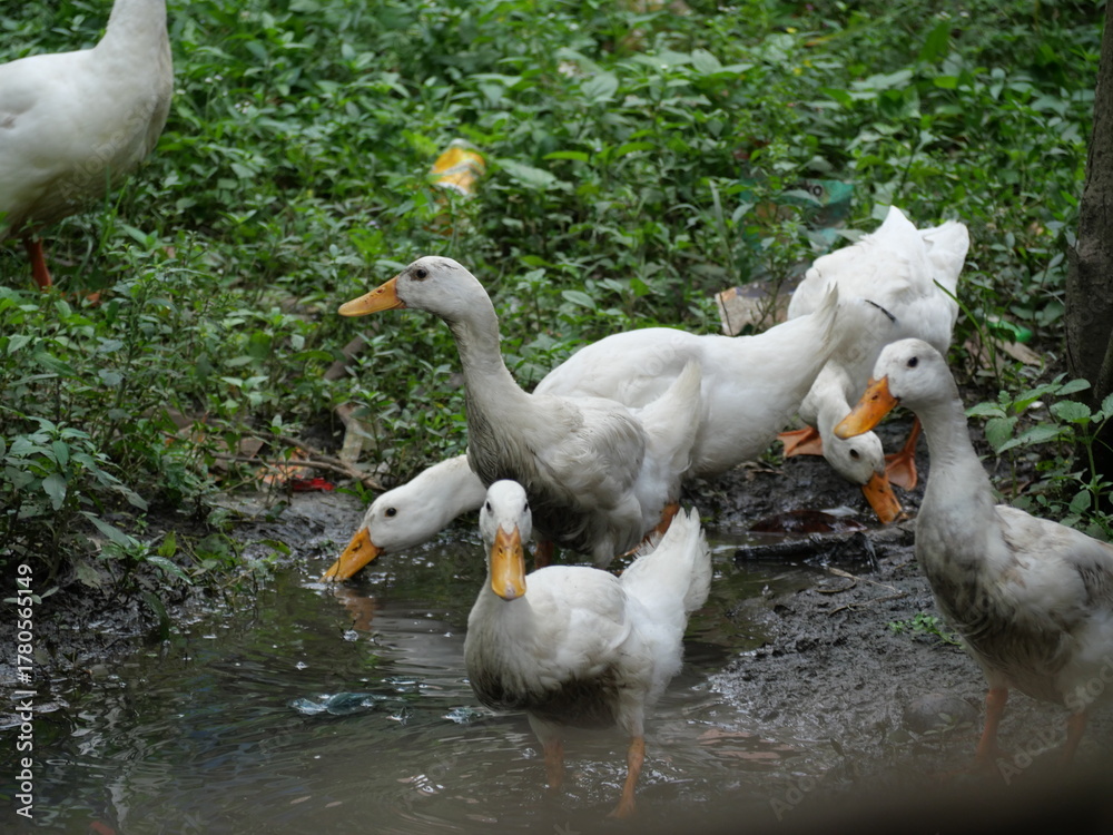 Obraz premium Egg-laying duck with strong health, high productivity, nutritious eggs, and adaptability to various environments.