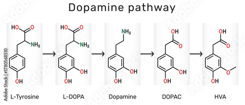Dopamine pathway molecule. Structural formulas of L-Tyrosine, L-DOPA (Levodopa), Dopamine, DOPAC, HVA (Homovanillic acid). Vector illustration