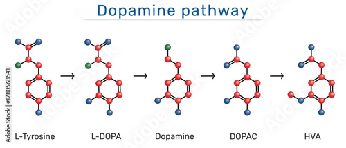 Dopamine pathway molecule. Structural formulas of L-Tyrosine, L-DOPA, Dopamine, DOPAC, HVA (Homovanillic acid). 3D molecular model. Vector illustration