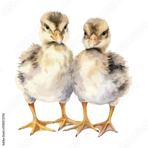 Two fluffy ducklings with golden feet standing side by side looking directly forward