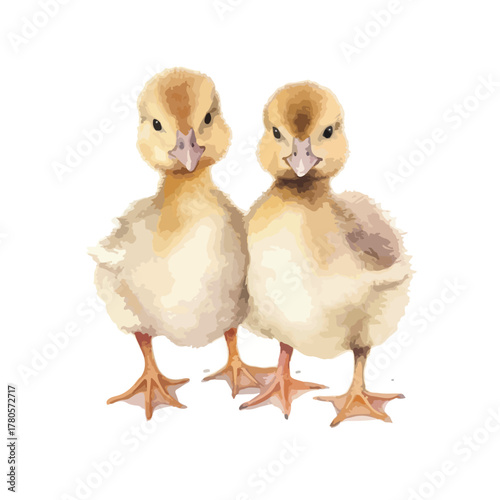 Two fluffy ducklings standing sidebyside gazing forward with curious expressions