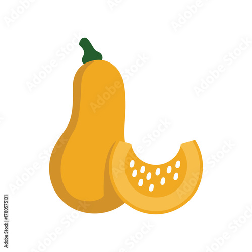 Vector illustration of butternut squash with slice