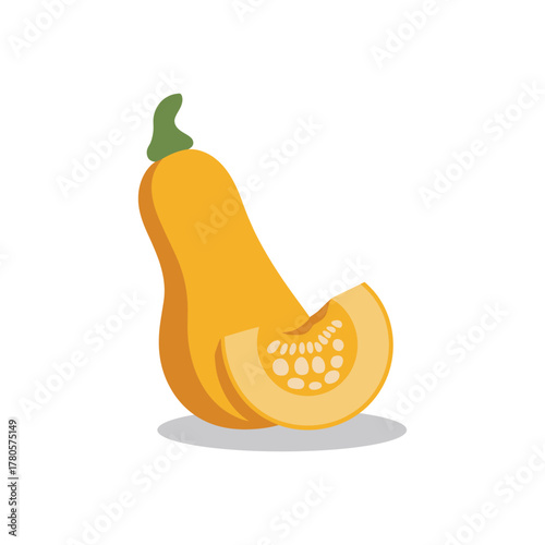 Vector illustration of butternut squash with slice
