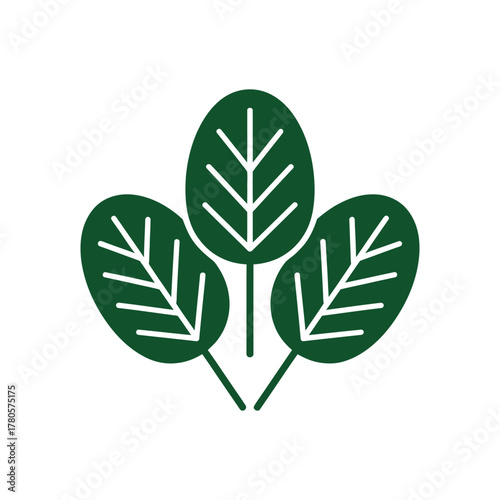 Vector illustration of fresh spinach leaves icon