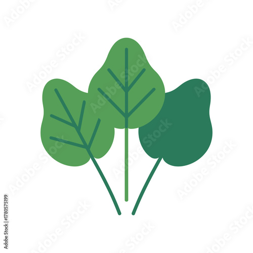 Vector illustration of fresh spinach leaves icon