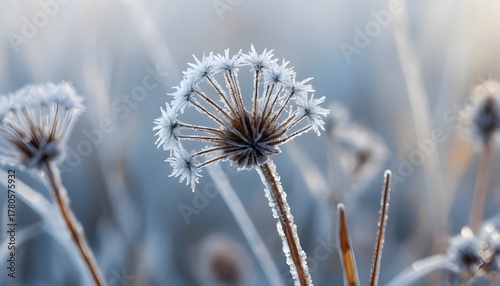 thistle in the snow