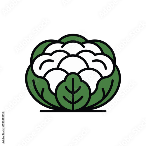 Vector illustration of fresh cauliflower with green leaves