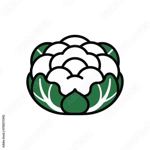 Vector illustration of fresh cauliflower with green leaves