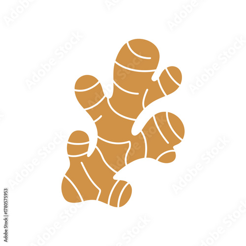 Vector illustration of fresh ginger root isolated on white