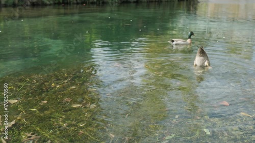 Two ducks are swimming and diving for food in a calm river that flows peacefully in a quiet park, as the ducks swims forward, they are getting out of the camera focus. a 4K video clip.