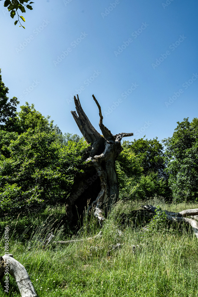 Fototapeta premium baum blitzeinschlag blitz tod