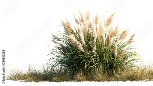 Fototapeta Naklejka Na Ścianę i Meble -  Tall Pampas Grass Bush With Plumes
