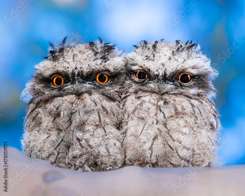 Pair of Tawny Frogmouths Perched Together with Striking Orange Eyes