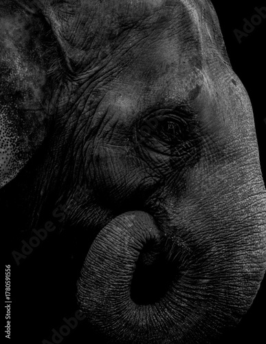 Close-Up of Elephant Face and Trunk in Dramatic Low Light