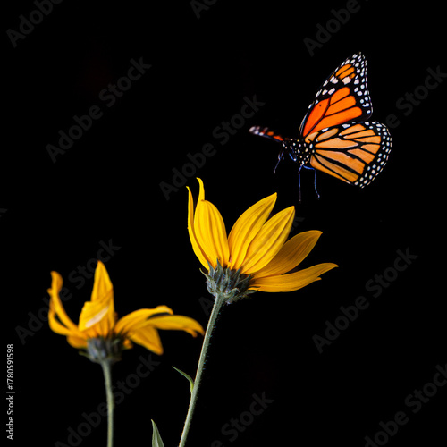 Monarch Butterfly Hovering Over Yellow Flowers on Black Background