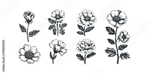 Collection of Hand-Drawn Floral Elements on White