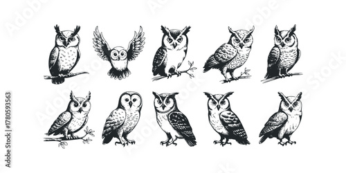 Collection of Hand Drawn Owl Illustrations on White Background