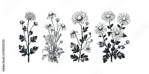 Black and white botanical illustration of diverse floral specimens