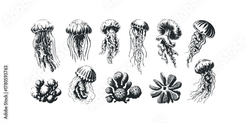 Collection of detailed ink drawings of marine jellyfish and coral