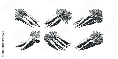 Six Bunches of Carrots with Green Tops in Black and White