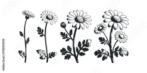Hand Drawn Daisy Flowers and Leaves in Black and White
