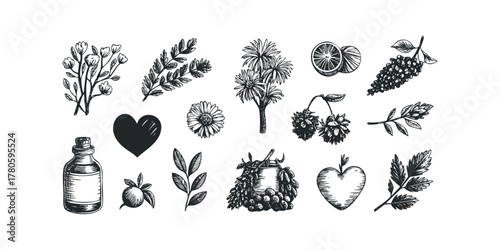 Collection of Hand Drawn Botanical and Fruit Elements