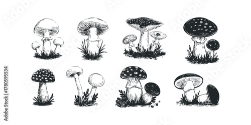 Collection of Hand Drawn Mushroom Varieties in Monochrome