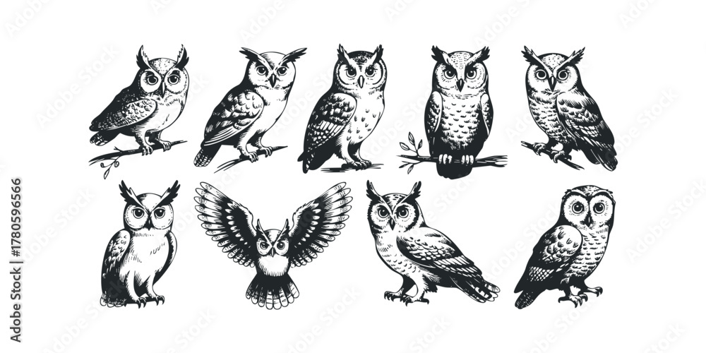 Obraz premium Collection of various owl species in silhouette and line art style