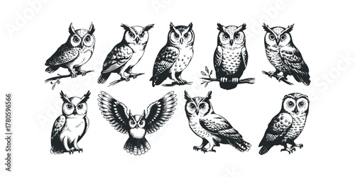 Collection of various owl species in silhouette and line art style
