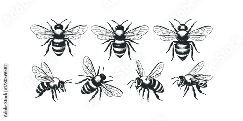 Seven Detailed Bee Illustrations in Black and White