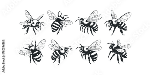 Collection of Black and White Bee Illustrations in Various Poses