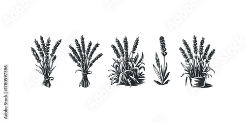 Collection of hand-drawn lavender sprigs and plants