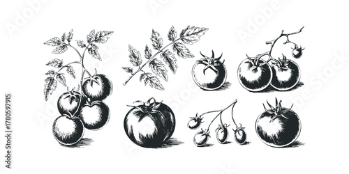 Sketch of Vine Tomatoes and Leaves