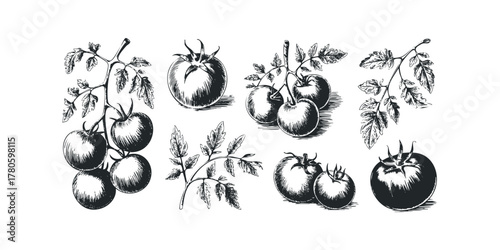 Hand-drawn tomato clusters and single fruit on vine