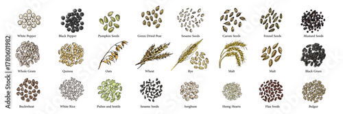 Vector food illustration colorful hand drawn Beans, cereals